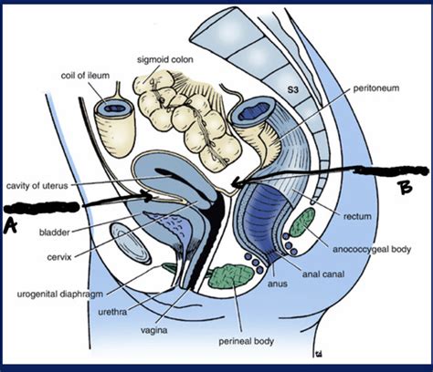 Female Pelvic Floor Anatomy Diagram Quizlet Hot Sex Picture