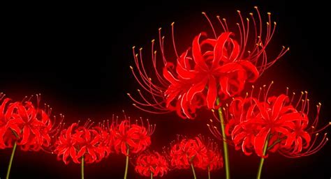 Pin By Noir On Cool Wallpaper Tokyo Ghoul Flower Red Spider Lily