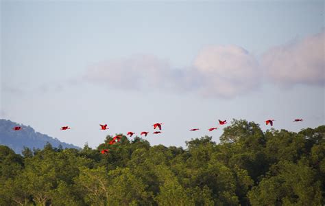 Trinidad And Tobago Birding Tobago