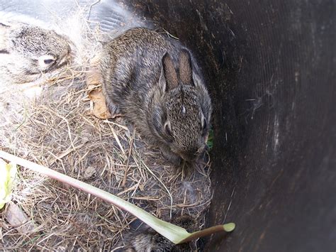 Abandoned Baby Rabbits 3 Flickr Photo Sharing
