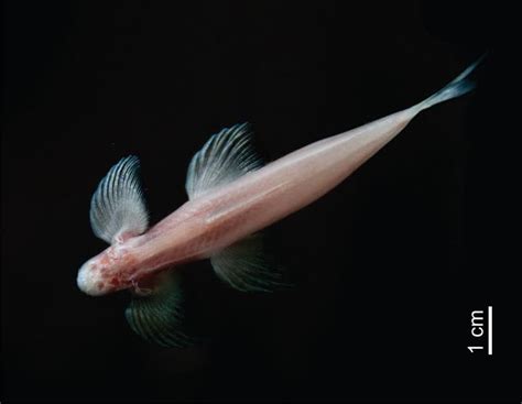 This Weird Little Fish Can Walk Up Waterfalls The Washington Post