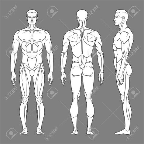 Body Silhouette Of A Man With Muscles In Front Side And Back The