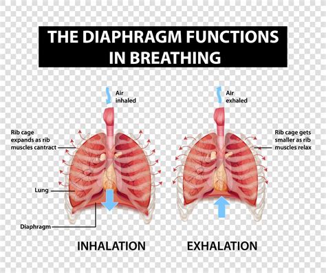 Diagram Showing Diaphragm Functions In Breathing 2747522
