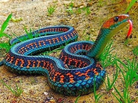 Strangest And Most Beautiful Snakes In The World Garter Snake