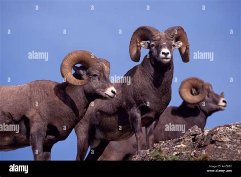 Rocky Mountain Bighorn Sheep Rams Ovis Canadensis Jasper National