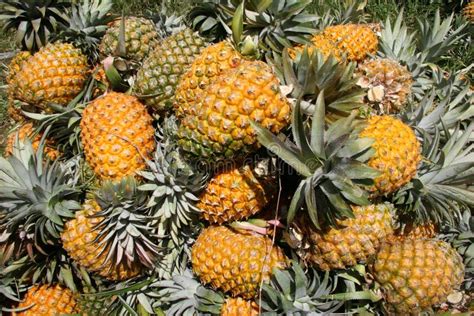 Fresh Picked Pineapples Stock Photo Image Of Ananas Grocery 5102504