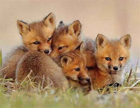 A Litter Of Baby Foxes Animals Beautiful Cute Animal Pictures