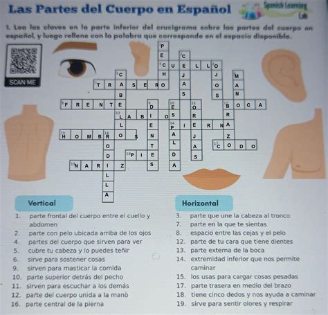 Las Partes Del Cuerpo En Espa Ol Spanish Learning Lah Lea Las Claves