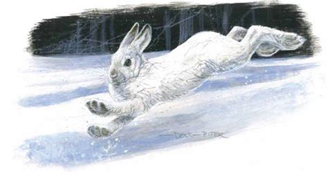 Snowshoe Hare Drawing