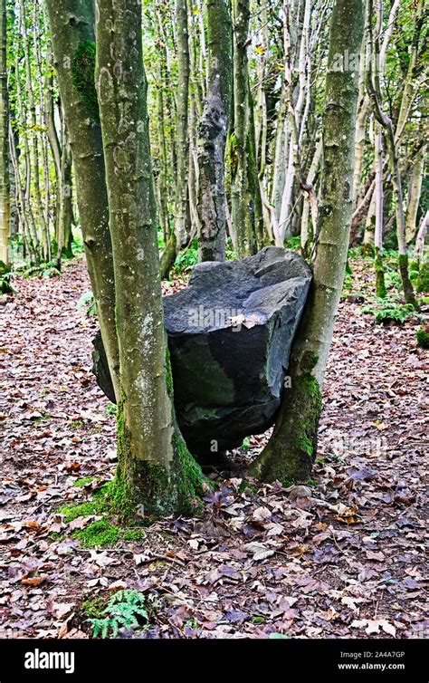 Stone Coppice Detail Outdoor Artwork By Andy Goldsworthy Badger