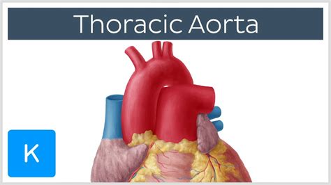 The aortic arch has been found to be doubled in rare cases, which may be explained on the supposition that both the right and left fourth arches have remained open and continued to develop. Thoracic (Descending) Aorta: Anatomy & Branches | Kenhub ...