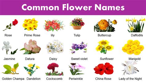 List Of Common Flower Names Flower Vocabulary Grammarvocab