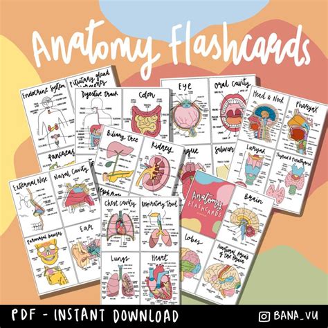 Complete Anatomy Flashcards Pdf Anatomy Flashcards Flashcards
