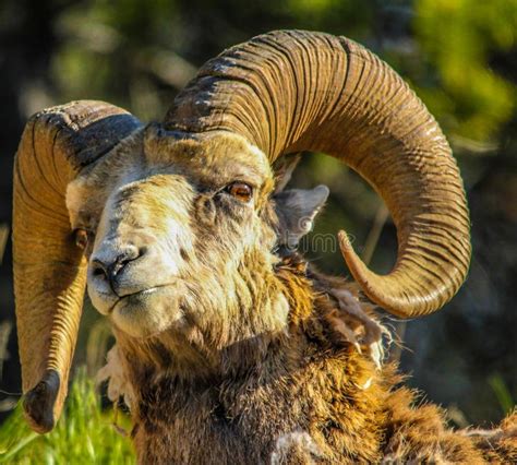 Bighorn Sheep Ram In Portrait Stock Photo Image Of Colorado Mammal