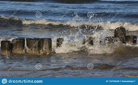 Baltic Seaside And Wooden Wave Breaker Stock Photo Image Of Protect
