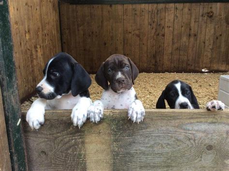 Unfortunately we don't have any pointer puppies available for sale right now. English pointer puppies For Sale in Launceston, Cornwall ...