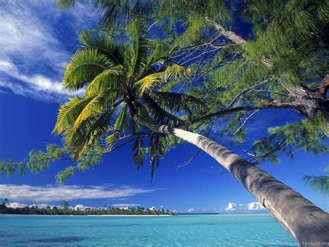 Palm Tree Island Wallpapers Top Free Palm Tree Island Backgrounds