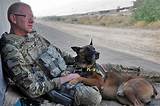 Images of Military Service Animals