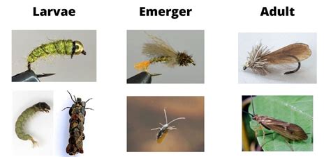 Fly Fishing Entomology Everything Fishermen Should Know