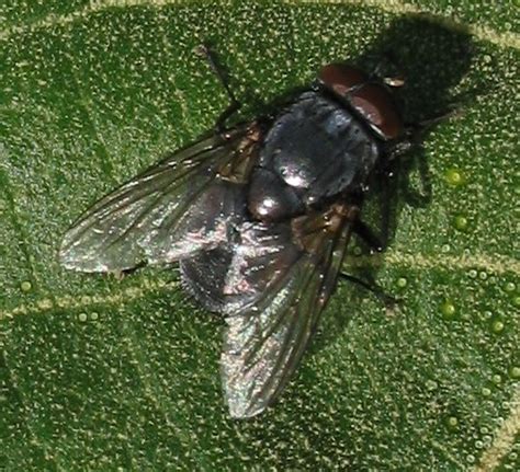 The Black Fly Simulium Yahense Black Fly