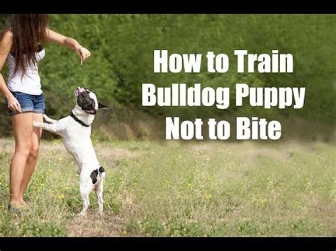 Puppy nipping is a common behavior, but with consistent training and a few tips, you'll help train your puppy to stop play biting. How to Train Bulldog : How to Train Bulldog Puppy Not to ...