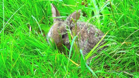 Baby Bunny Rabbits Walking Eating Grass Cutest Pets