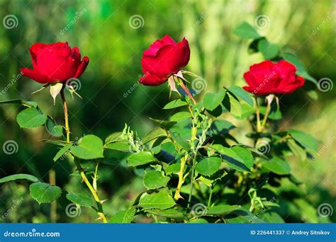 Blooming Red Rose Flowers Stock Image Image Of Rose 226441337