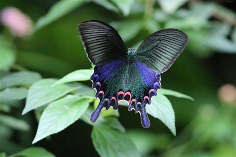 ≡ The 7 Most Beautiful Butterflies In The World Brain Berries