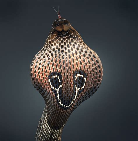 Cobra Snake Serpent Cobra Royal Dog Portraits Art Pet Portrait