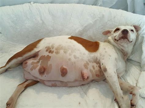 Pregnant Pit Bull Gives Birth Free For The First Time From The Chains