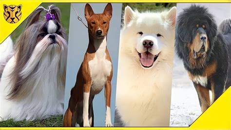 Jenis Anjing Paling Mahal Di Dunia Hanya Orang Kaya Yang Mampu YouTube