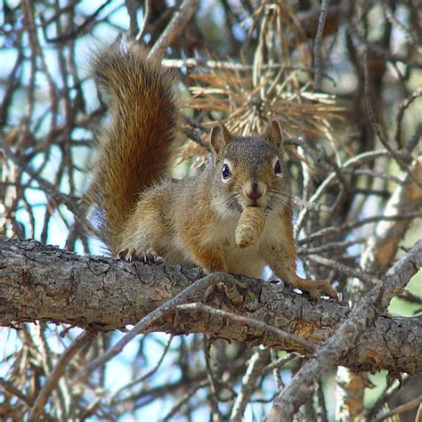 The young develop slowly and may remain with the femalethroughout the summer. The News For Squirrels: Climate Change and the North ...