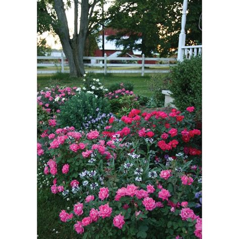 Pink Double Knock Out Rose Flowering Shrub In 1 Gallon Pot 2 Pack In