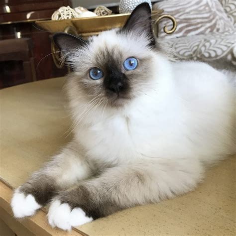 This Is How Birman Kittens In Iowa Will Look Like In 12 Years Time
