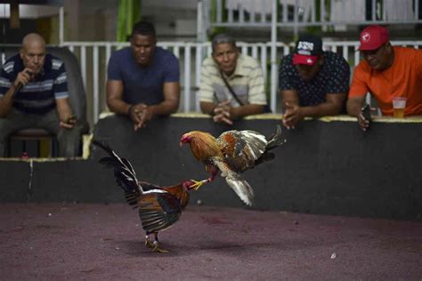 Puerto Rico To Approve Cockfighting Defy Federal Ban Caribbean Life