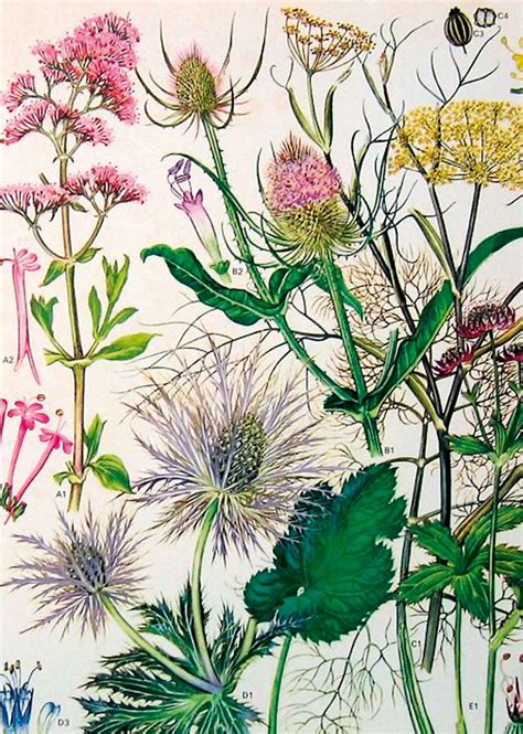 De 12 Trends Voor 2015 Botanische Illustratie Botanische Tekeningen
