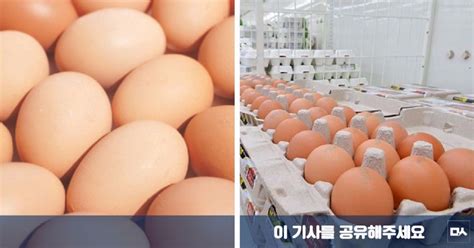 농장 8곳에서 살충제 성분 검출된 계란 나왔다 민중의소리