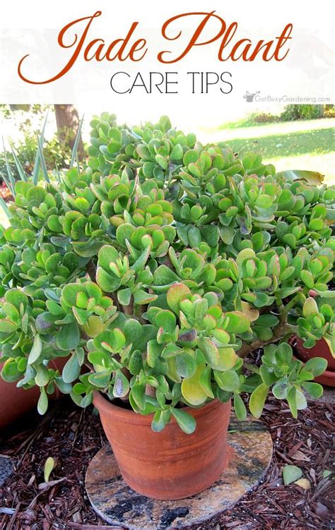 And your jade plant will love if the space receives mild direct sun in the morning or evening. Jade Plant Care Tips (How To Grow & Take Care Of A Jade ...