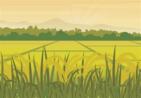Free Rice Field Illustration Landscape Illustration Landscape Field