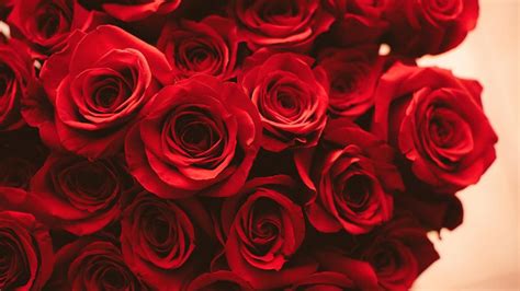 Red Roses On A Pink Background Wallpapers And Images Wallpapers