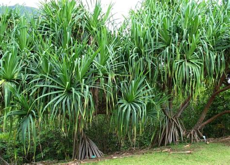 Pandan Plant Care And Growing Guide Plantly