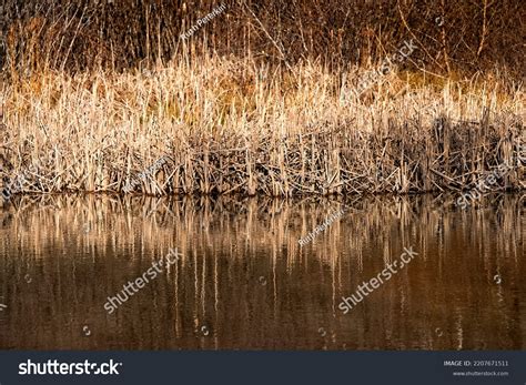 Dried Cattails Along Ponds Water Edge Stock Photo 2207671511 Shutterstock