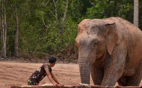 This Lost Elephant Traveled 90km Out Of Town So Officials Walked Him