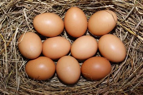 3 Cara Menetaskan Telur Ayam Brahma Agar Menetas Dengan Baik