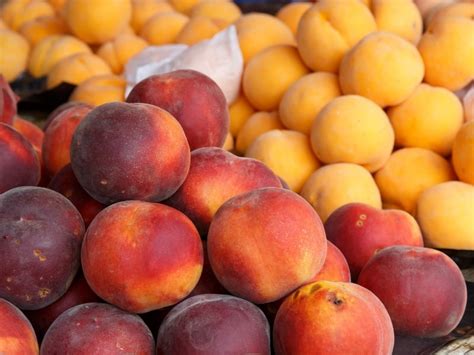 Types Of Peaches Complete List And Guide 2023 Northern Nester