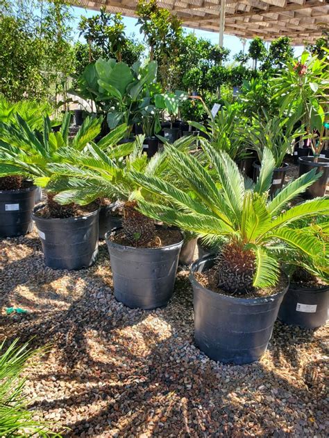 Sago Palm Cycas Revoluta Treeland Nurseries