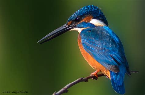 Small Blue Kingfisher Aka Common Kingfisher By Ankit Singh 500px