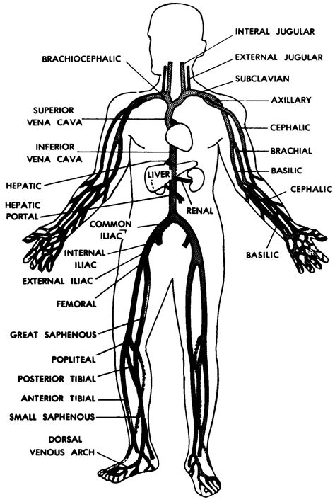 Images Cardiovascular And Lymphatic Systems Basic Human Anatomy