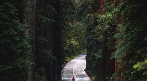Redwood National Park The Jurassic Forest Located In California