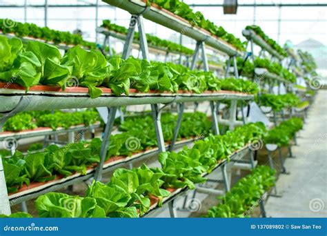 Hydroponic Vertical Farming Systems Stock Photo Image Of Greenhouse